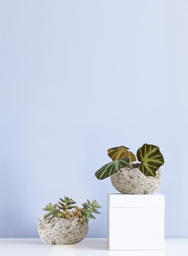 Serene Spaces Living Pumice Bowl Vase