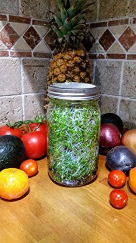 Sprouting Jar with Screen Lid - 316 Stainless Steel