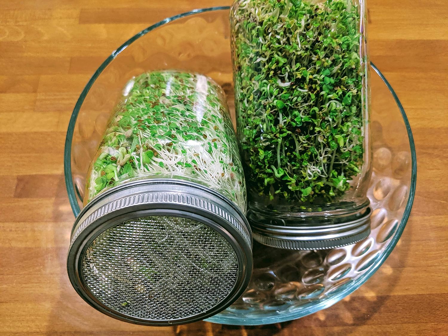 Sprouting Jar with Screen Lid - 316 Stainless Steel